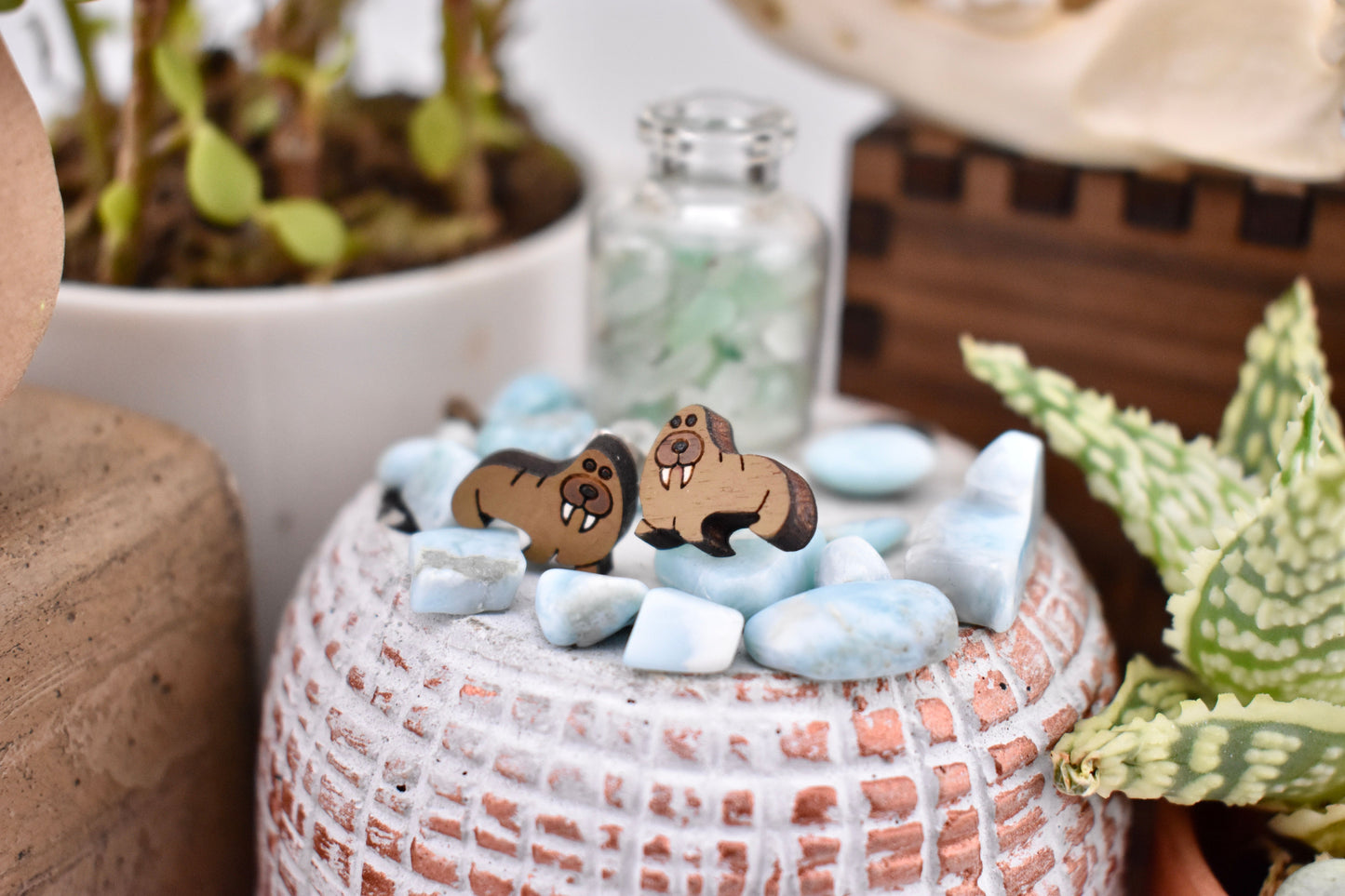 Walrus Studs