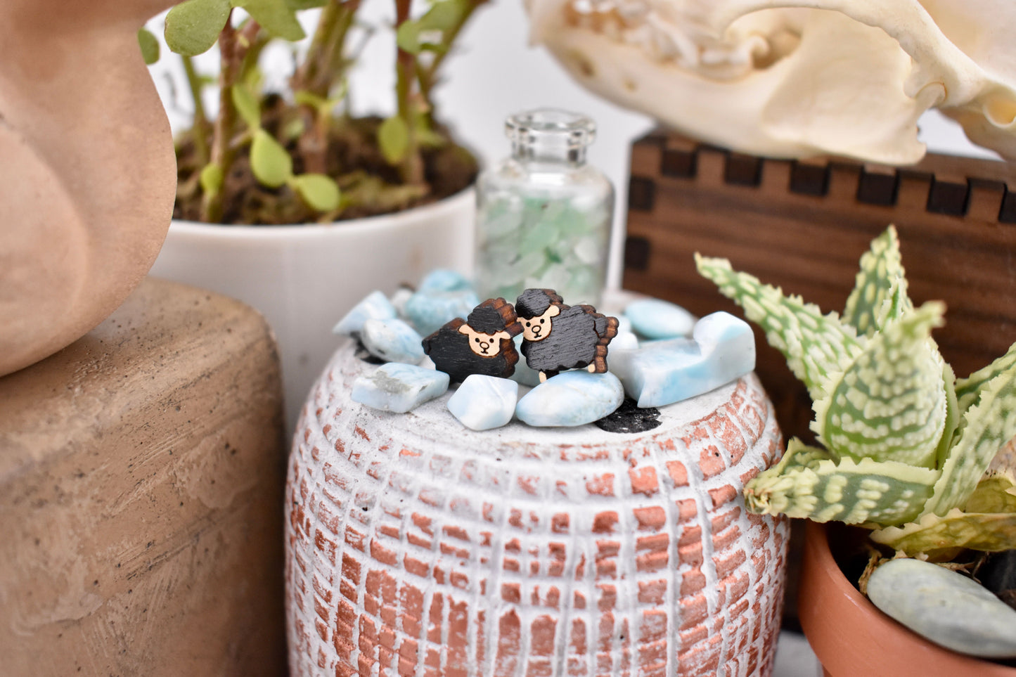 Black Sheep Studs